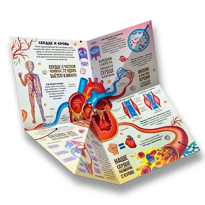 Анатомия : книжка-трансформер - фото 7