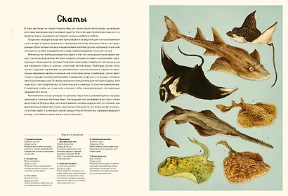 Океанариум - фото 12