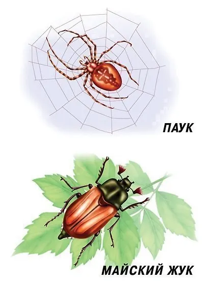 Насекомые. Демонстрационный материал для занятий в группах детских садов и индивидуально - фото 2