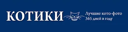 Котики. Лучшие кото-фото. 365 дней в году - фото 4