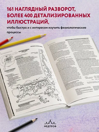 Физиология человека: атлас-раскраска - фото 6