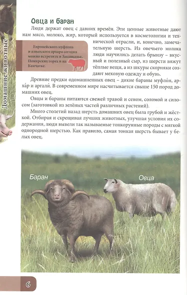 ЭНЦИКЛОПЕДИЯ. В МИРЕ ЗНАНИЙ. ДОМАШНИЕ ЖИВОТНЫЕ - фото 3