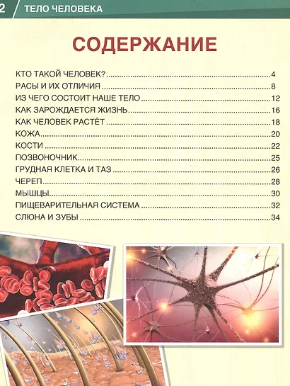 Тело человека. 365 фактов - фото 2