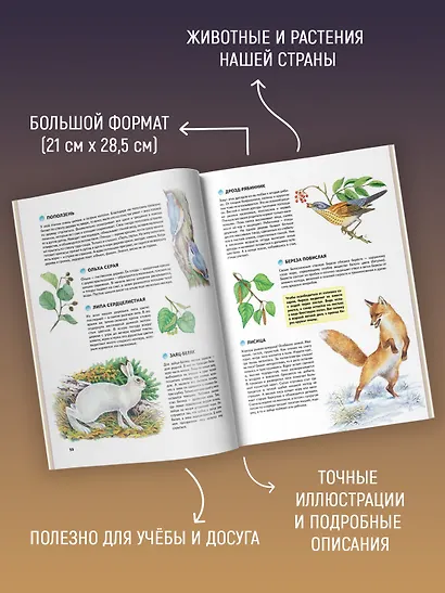 Природа России. Иллюстрированная энциклопедия - фото 3