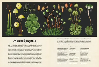 Ботаникум - фото 10