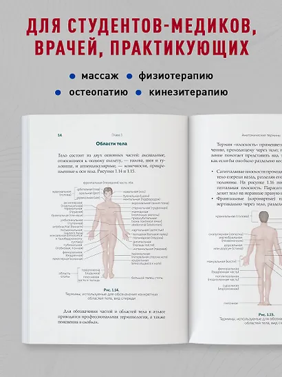 Современный атлас анатомии человека. Карманное пособие по строению костей, мышц, миофасциальных цепей и принципам движения тела - фото 6
