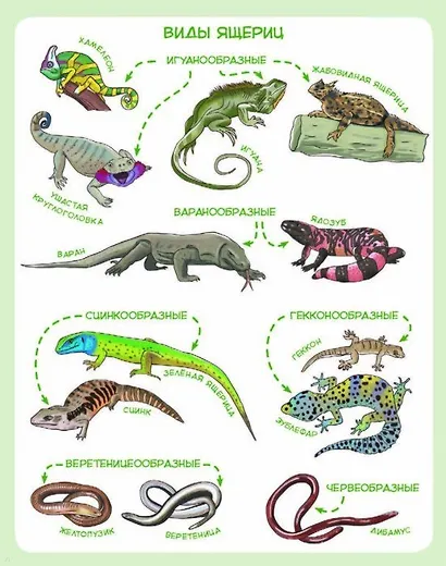 Динозавры и другие пресмыкающиеся - фото 7