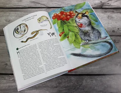 КРАСНАЯ КНИГА. Животные на грани вымирания - фото 10