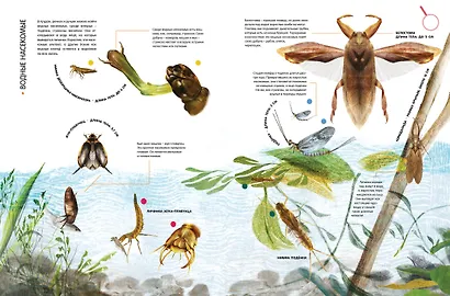 Насекомые в натуральную величину - фото 13