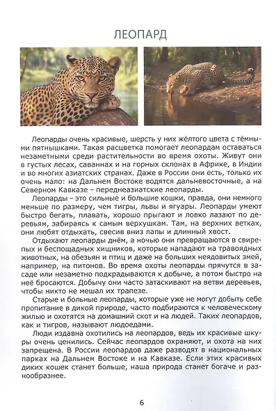 Знакомьтесь: дикие кошки - фото 5