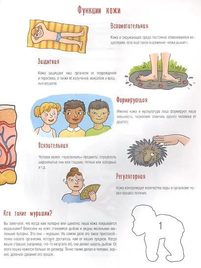 Познаем человека - фото 2