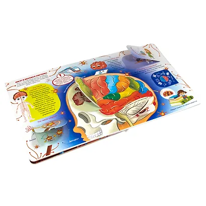 Анатомия. Все секреты тела человека. Книжка с окошками - фото 4