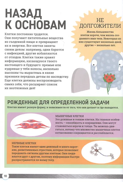 Как устроено твое тело. Энциклопедия - фото 4