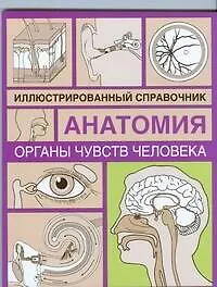 Органы чувств человека - фото 1