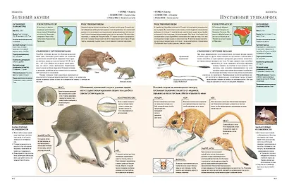 Животные мира. Моя большая энциклопедия - фото 10