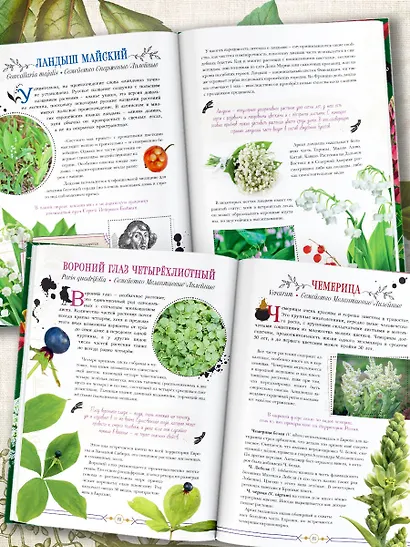 Опасные растения. От ядовитых до аллергенных - фото 6