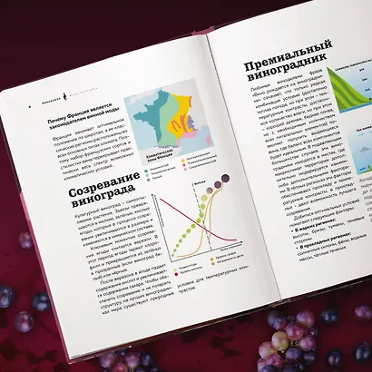 Виномания. Наглядный путеводитель по винному миру - фото 10
