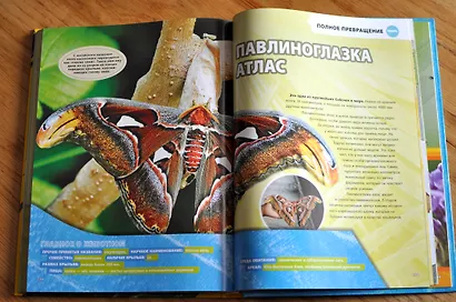 Большая энциклопедия насекомых - фото 8