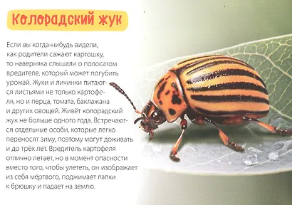 Обучающая книга «Удивительные насекомые» - фото 2