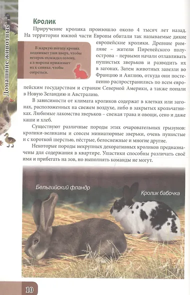 ЭНЦИКЛОПЕДИЯ. В МИРЕ ЗНАНИЙ. ДОМАШНИЕ ЖИВОТНЫЕ - фото 4