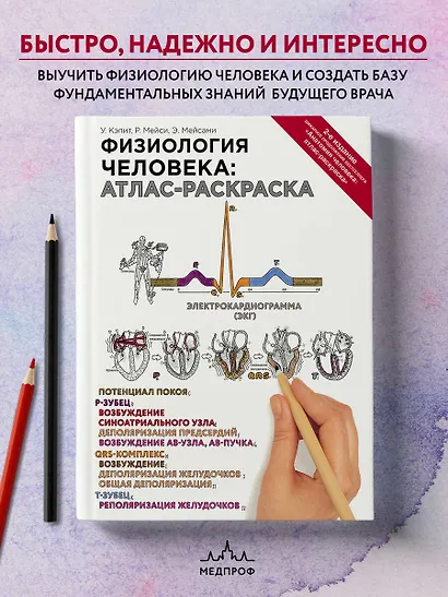 Физиология человека: атлас-раскраска - фото 4