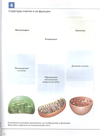 Биология. Введение в биологию. 5 класс. Альбом проектов - фото 4