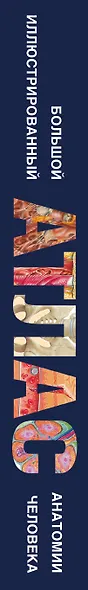 Энциклопедический атлас человеческого тела (ISBN 5-17-038347-9 в суперобложке "Большой иллюстрированный атлас анатомии человека") - фото 4