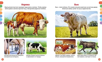 Животные разных стран - фото 11