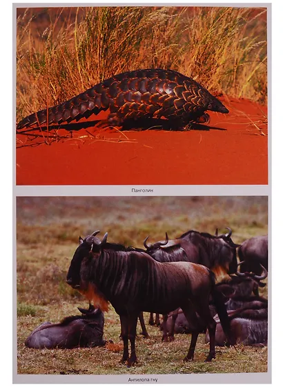 ФГОС Мир в картинках. Животные жарких стран. - фото 4