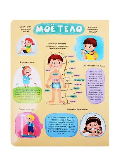 Тело человека. Книжка с окошками - фото 2