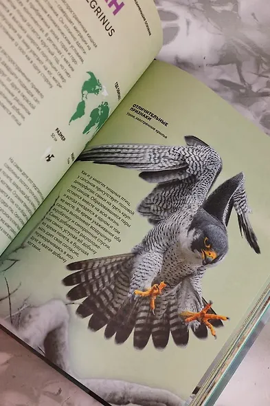 Огромная энциклопедия животных мира - фото 14
