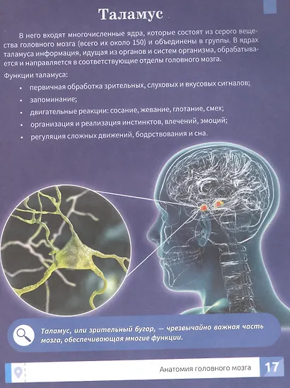 Мозг человека: самая умная энциклопедия - фото 5