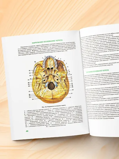 Анатомия человека: 2 издание - фото 8