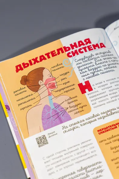 Человек. Исследуем тело и мозг человека - фото 12