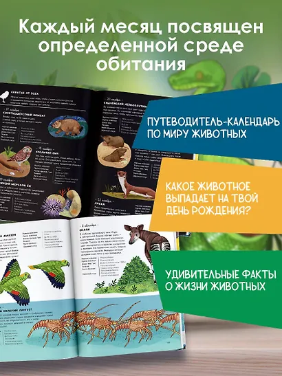 Животные каждый день. Большая энциклопедия - фото 6