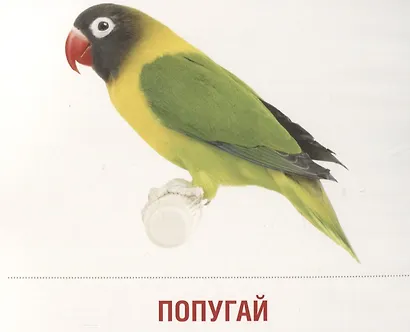 Домашние питомцы. 16 демонстрационных картинок с текстом на обороте - фото 4