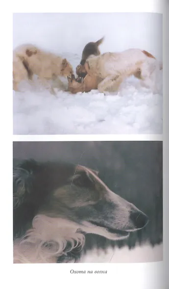 Русская псовая борзая. С древнейших времен до наших дней - фото 12