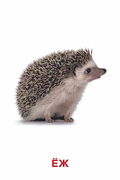 Развивающие карточки Домана. 0-3 лет - фото 14