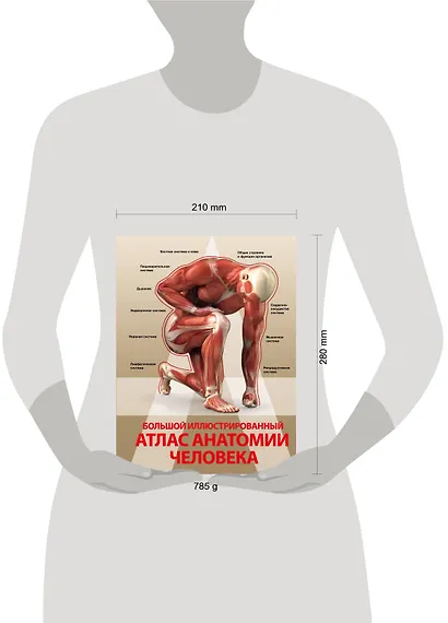 Большой иллюстрированный атлас анатомии человека - фото 3