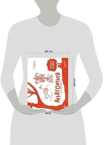 Анатомия для художников. Экспресс-курс + скетчбук - фото 6