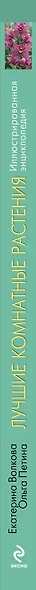 Лучшие комнатные растения: иллюстрированная энциклопедия - фото 4