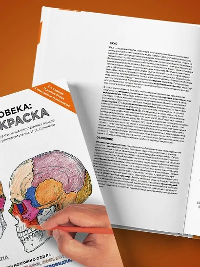 Анатомия человека: атлас-раскраска. 4 -е изд. - фото 10