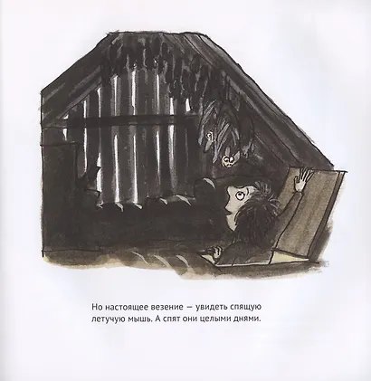 Удивительные летучие мыши - фото 4