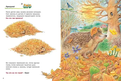 Как живут ежики. Познавательные истории - фото 2