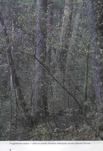 Лесные птицы России - фото 4