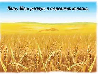 Хлеб - всему голова. 4-6 лет. Демонстрационный материал для занятий в группах детских садов и индивидуально - фото 3