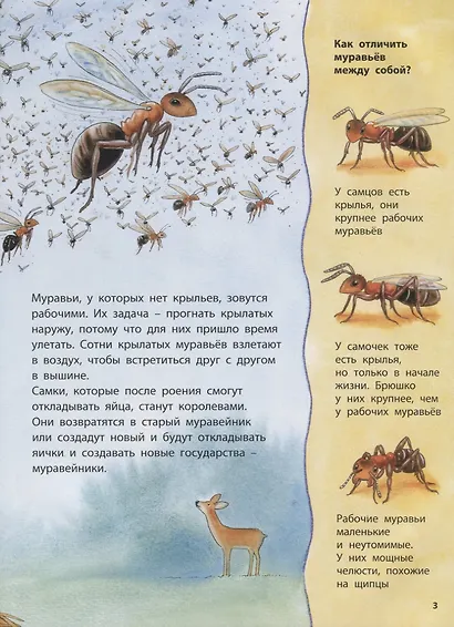 Где живёт муравьишка. Познавательные истории - фото 2