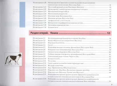 Атлас анатомии мелких домашних животных - фото 3