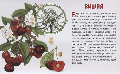 Обучающие карточки "Садовые ягоды" - фото 5