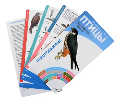 Птицы Черноморского Кавказа. Вобьиные и неворобьиные - фото 3